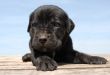 puppy cane corso