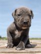 puppy cane corso