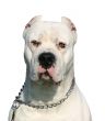 dogo argentino