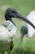 Australian white ibis