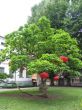 Red lanterns on a green tree