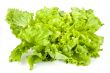 lettuce
