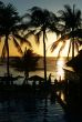 Silhouettes of palm