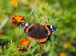 butterfly on red flowers