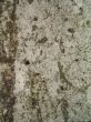 cement background