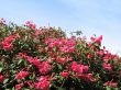 pink flowers in a tree