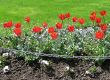 red tulips garden