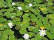 white water lilies