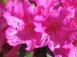 pink flower extreme close-up