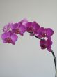 purple orchids
