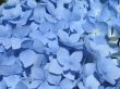blue hydrangea close-up