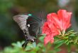 The butterfly and pink flower