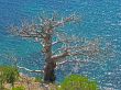 Tree without leaves and sea