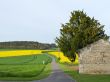 Road through bittercress yellow field
