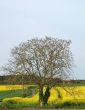 Single tree in a yellow bittercress fields