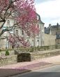 Pink flowers tree in old french town Vannes