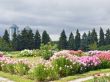 Alighting garden with floweres and dark clouds on the background