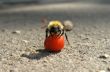 Small bumblebee sitting on the red ash berry