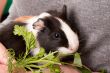 The cavy