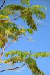 palm leaves and a deep blue sky