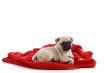little puppy sitting on towel