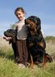 little girl and rottweilers