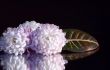 Beautiful chrysanthemums and leaf.