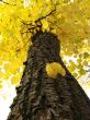 autumnal tree