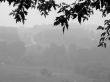 foggy scene