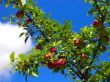 the apple harvest