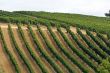 Vineyards of Montalcino (Tuscany)