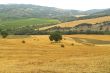 Landscape in Tuscany at summer