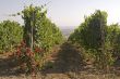 Vineyards of Montalcino