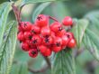 red berries in a tree
