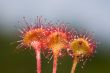 Three flowers of sundew