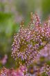 Blossoming heather
