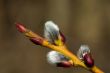 Pussy willow