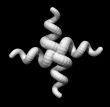 worms