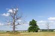 The dried up tree