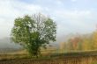 Autumn fogs