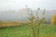 Autumn fogs