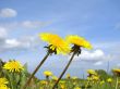dandelion field