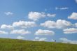 Stork and field