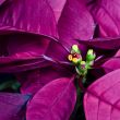 Poinsettia Flower