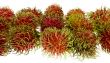 Rambutan, exotic fruit