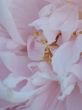 pink flower close-up