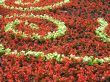 red and yellow flowers display
