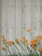 orange flowers in front of a wall