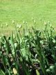 green tulips in a garden