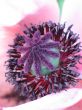 purple flower close-up